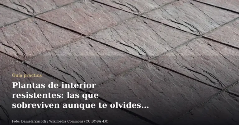 Plantas de interior resistentes: las que sobreviven aunque te olvides de ellas
