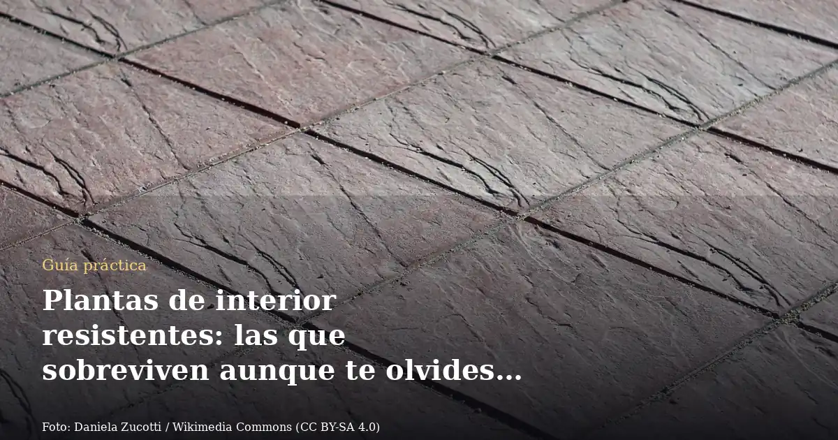 Plantas de interior resistentes: las que sobreviven aunque te olvides de ellas