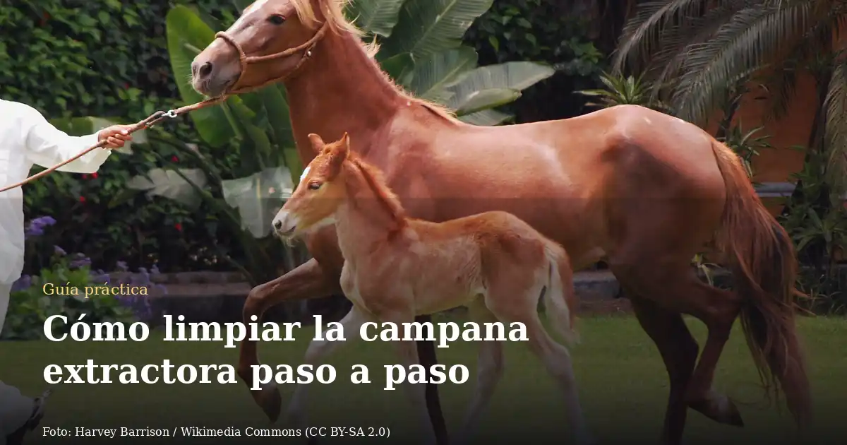 Cómo limpiar la campana extractora paso a paso